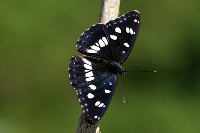 BUITEN BEELD Foto: 384889