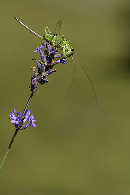 BUITEN BEELD Foto: 384906