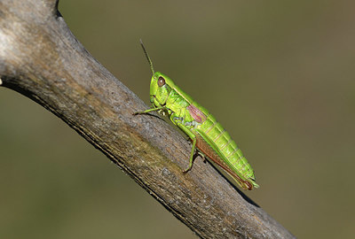 BUITEN BEELD Foto: 384915