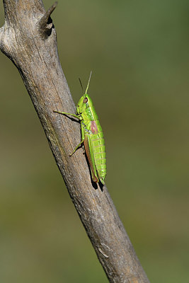 BUITEN BEELD Foto: 384916