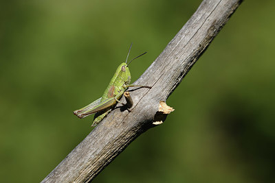 BUITEN BEELD Foto: 384923