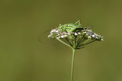 BUITEN BEELD Foto: 384925