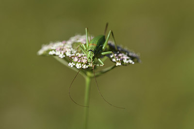 BUITEN BEELD Foto: 384927