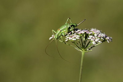 BUITEN BEELD Foto: 384928