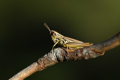 BUITEN BEELD Foto: 384929