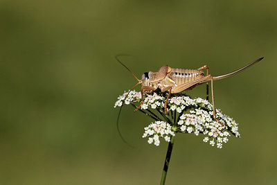 BUITEN BEELD Foto: 384931