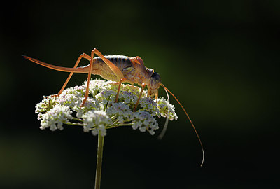 BUITEN BEELD Foto: 384932