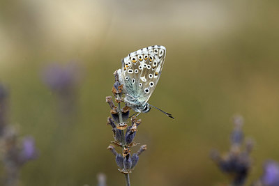 BUITEN BEELD Foto: 384937