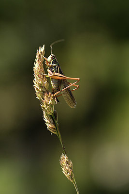 BUITEN BEELD Foto: 384951