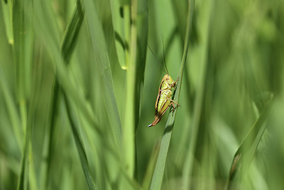 BUITEN BEELD Foto: 384958