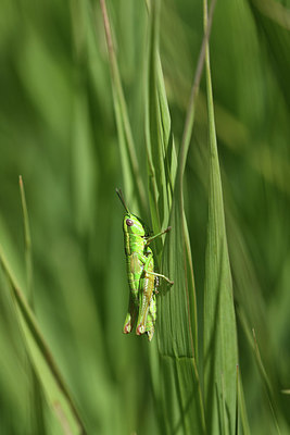 BUITEN BEELD Foto: 384961