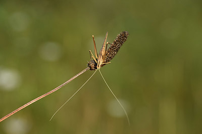 BUITEN BEELD Foto: 384968