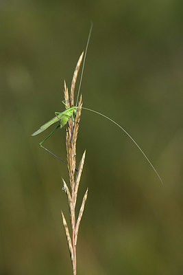BUITEN BEELD Foto: 384969