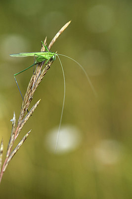 BUITEN BEELD Foto: 384970