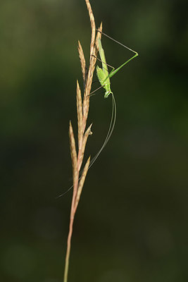 BUITEN BEELD Foto: 384971