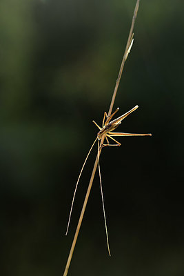 BUITEN BEELD Foto: 384973