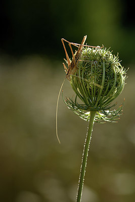 BUITEN BEELD Foto: 384977