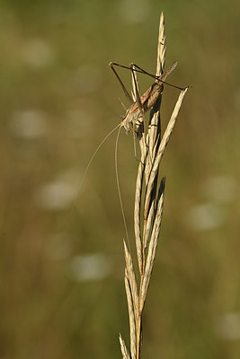 BUITEN BEELD Foto: 384978