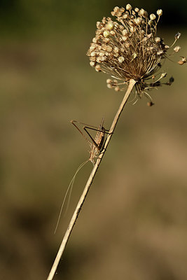 BUITEN BEELD Foto: 384982