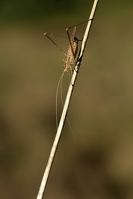 BUITEN BEELD Foto: 384983