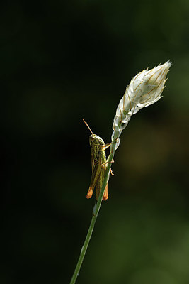 BUITEN BEELD Foto: 384984