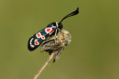 BUITEN BEELD Foto: 384988