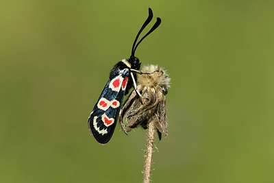 BUITEN BEELD Foto: 384989