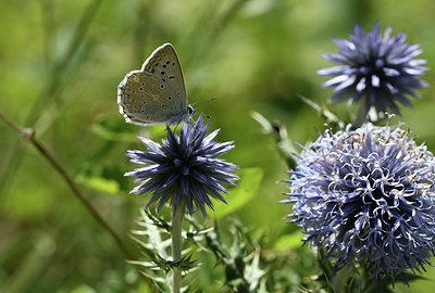 BUITEN BEELD Foto: 384990