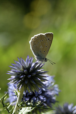 BUITEN BEELD Foto: 384992