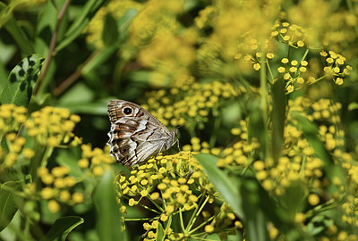 BUITEN BEELD Foto: 384993