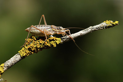 BUITEN BEELD Foto: 384996