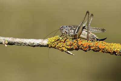 BUITEN BEELD Foto: 384997
