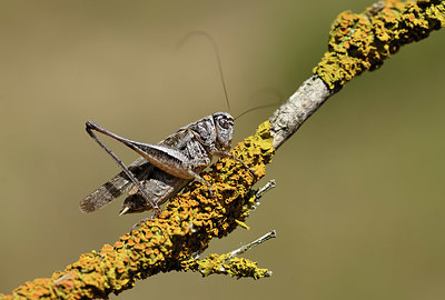 BUITEN BEELD Foto: 384998
