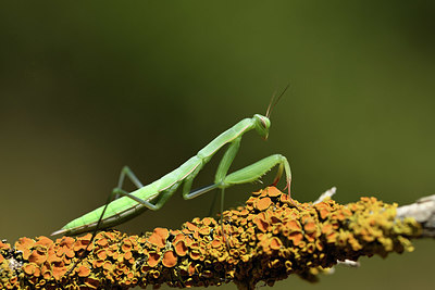 BUITEN BEELD Foto: 385000
