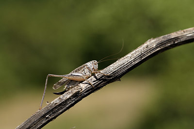 BUITEN BEELD Foto: 385004