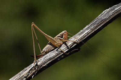 BUITEN BEELD Foto: 385007