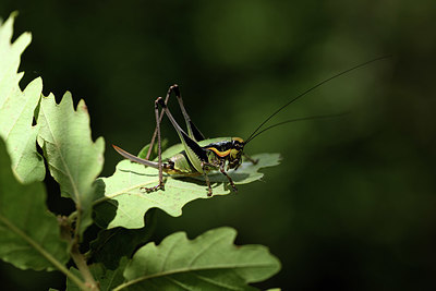 BUITEN BEELD Foto: 385023