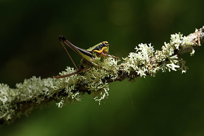 BUITEN BEELD Foto: 385033