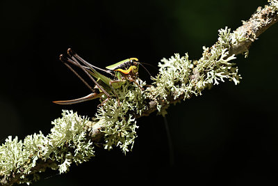 BUITEN BEELD Foto: 385034