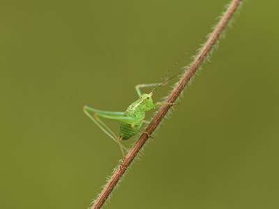 BUITEN BEELD Foto: 385035