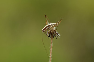BUITEN BEELD Foto: 385039