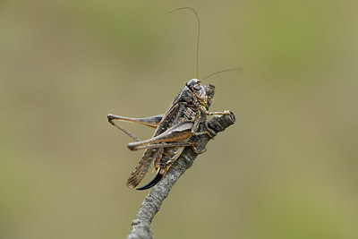 BUITEN BEELD Foto: 385044