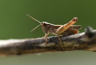 BUITEN BEELD Foto: 385048