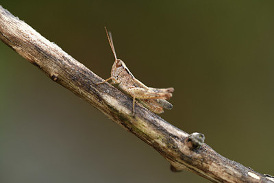 BUITEN BEELD Foto: 385050