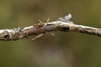 BUITEN BEELD Foto: 385057
