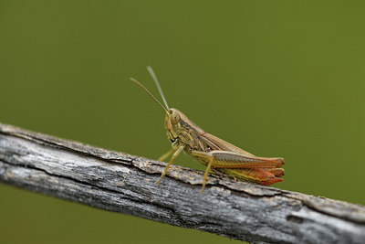 BUITEN BEELD Foto: 385062