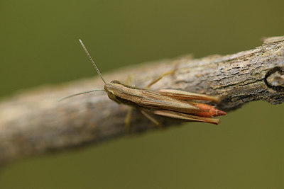BUITEN BEELD Foto: 385063