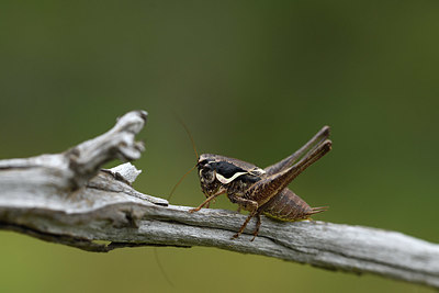 BUITEN BEELD Foto: 385065