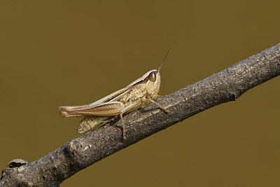 BUITEN BEELD Foto: 385069