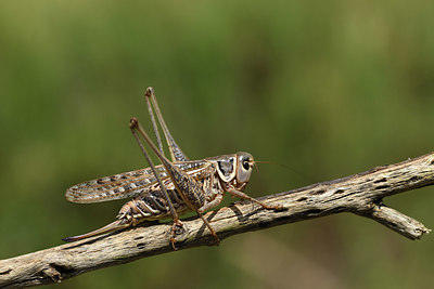 BUITEN BEELD Foto: 385071